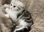 Barbara2 - Scottish Fold Cat For Sale - Philadelphia, PA, US