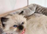 Tilly - Ragdoll Cat For Sale - Attica, MI, US