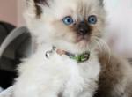 Tito - Ragdoll Cat For Sale - Attica, MI, US