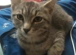 Pixie - American Shorthair Cat For Adoption - Albany, NY, US