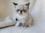 Huey - Exotic Cat For Sale - Bois D Arc, MO, US