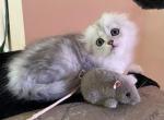 Alex - Scottish Fold Cat For Sale - MD, US