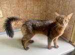 Elvis - Somali Cat For Sale - Odesa, Odessa Oblast, UA