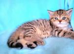 Jasper - Scottish Straight Cat For Sale - New York, NY, US