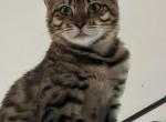 Adorable - Bengal Cat For Sale - 