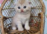 Peaches - Scottish Fold Cat For Sale - Joplin, MO, US