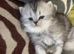 Lily - Persian Cat For Sale - Bowie, MD, US