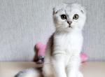 Kinder Scottish fold - Scottish Straight Cat For Sale - Norwalk, CT, US