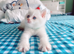 Taki - British Shorthair Cat For Sale - Staten Island, NY, US