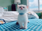 Taro - British Shorthair Cat For Sale - Staten Island, NY, US