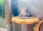 Ben - Munchkin Cat For Sale - Staten Island, NY, US