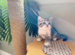 Justin - Munchkin Cat For Sale - Staten Island, NY, US