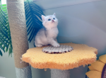 Yaki - Munchkin Cat For Sale - Staten Island, NY, US