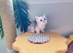 Polaris - Munchkin Cat For Sale - Staten Island, NY, US