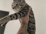 Luna - Savannah Cat For Sale - Fontana, CA, US