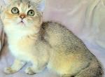Maryse - British Shorthair Cat For Sale - New York, NY, US