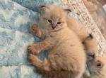 Available Siberian Kittens - Siberian Cat For Sale - Rosenberg, TX, US