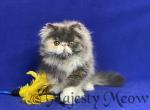 Sandra - Persian Cat For Sale - Yucca Valley, CA, US