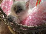 Levi Ragdoll Baby Kitten - Ragdoll Cat For Sale - Mosier, OR, US