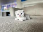 Allen - Scottish Fold Cat For Sale - Fontana, CA, US