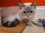 Winifred - Scottish Straight Cat For Sale - Levittown, PA, US