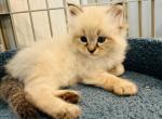 Siberian Kitten Albert - Siberian Cat For Sale - Rosenberg, TX, US