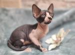 Alegra - Sphynx Cat For Sale - Mundelein, IL, US