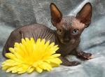 Odd eyes Artemis - Sphynx Cat For Sale - Mundelein, IL, US