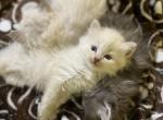 Hypoallergenic Siberian Forest Kittens - Siberian Cat For Sale - Poughkeepsie, NY, US