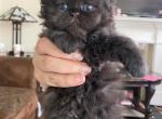 Theodore - Persian Cat For Sale - Bowie, MD, US