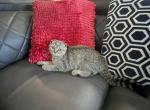 Scottish fold spotted girl - Scottish Fold Cat For Sale - Houston, TX, US