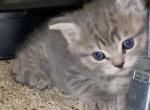 Flower - Scottish Fold Cat For Sale - Denver, CO, US