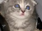 Lilly - Scottish Fold Cat For Sale - Denver, CO, US