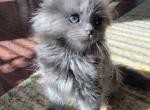 Ash - Maine Coon Cat For Sale - Westfield, MA, US