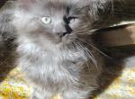 Shadow - Maine Coon Cat For Sale - Westfield, MA, US