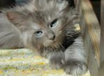 Milo - Maine Coon Cat For Sale - Westfield, MA, US