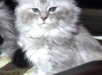 Nalla - Maine Coon Cat For Sale - Westfield, MA, US