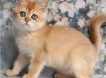 Nicolas - British Shorthair Cat For Sale - Norwalk, CT, US