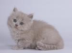 Ariston - British Shorthair Cat For Sale - Norwalk, CT, US