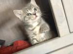 Gimlit - Scottish Fold Cat For Sale - Denver, CO, US