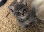 Groot - Munchkin Cat For Sale - Denver, CO, US