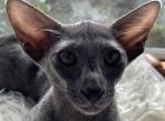 OSH Blue Female Kitten Oriental Shorthair - Oriental Cat For Sale - NJ, US