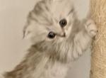 BabySf - Scottish Fold Cat For Sale - Philadelphia, PA, US