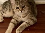 Mishka - Scottish Fold Cat For Adoption - Philadelphia, PA, US