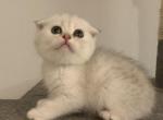 Lusi - Scottish Fold Cat For Sale - Philadelphia, PA, US