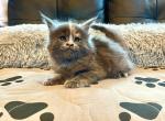 Stella - Maine Coon Cat For Sale - Trenton, MO, US