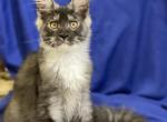 Orpheus - Maine Coon Cat For Sale - Miami, FL, US