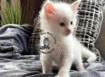 Ampera - Maine Coon Cat For Sale - Trenton, MO, US