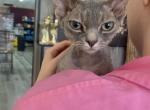 Xaylie - Devon Rex Cat For Sale - Miami, FL, US