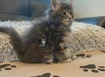 Levi - Maine Coon Cat For Sale - Trenton, MO, US